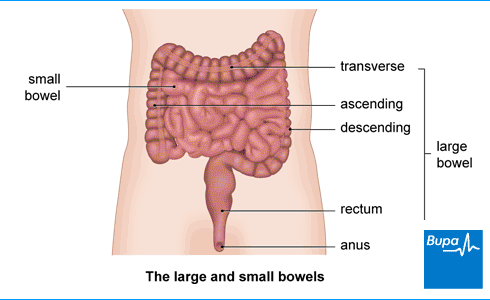 Bowels-the-large-and-small